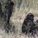 3 Kruger National Park_apen 2