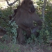 3 Kruger National Park_apen 5