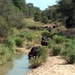 3 Kruger National Park_buffels 2