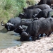 3 Kruger National Park_buffels 4
