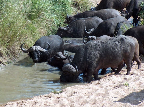 3 Kruger National Park_buffels 4