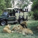 3 Kruger National Park_game drive met leeuwen