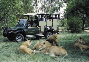 3 Kruger National Park_game drive met leeuwen