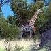 3 Kruger National Park_giraffe 4