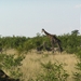 3 Kruger National Park_giraffe met zebra's