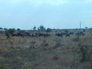 3 Kruger National Park_gnoes en zebra's