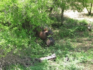 3 Kruger National Park_hippo