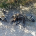 3 Kruger National Park_hyena's