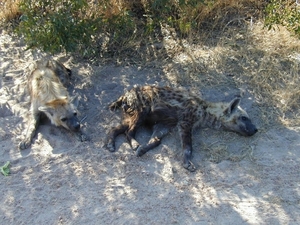 3 Kruger National Park_hyena's