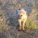 3 Kruger National Park_hyena-jong