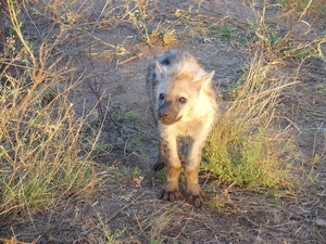 3 Kruger National Park_hyena-jong