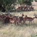 3 Kruger National Park_impala's 2