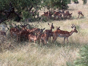 3 Kruger National Park_impala's 2