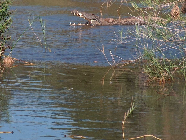 3 Kruger National Park_krokodil 2
