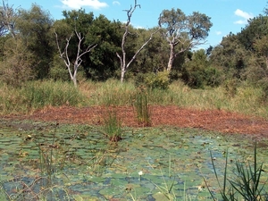 3 Kruger National Park_landschap 2