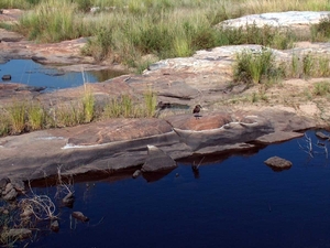 3 Kruger National Park_landschap met vogels