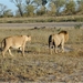 3 Kruger National Park_leeuwen op weg naar een drinkplaats