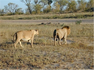 3 Kruger National Park_leeuwen op weg naar een drinkplaats