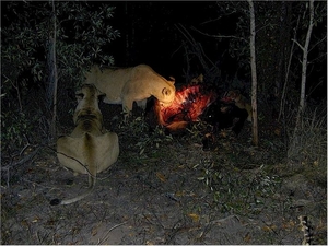 3 Kruger National Park_leeuwen verslinden hun prooi