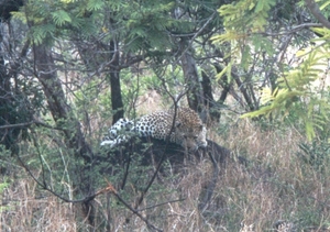 3 Kruger National Park_luipaard