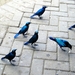 3 Kruger National Park_metalieke blauwe vogels