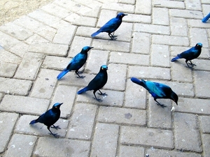 3 Kruger National Park_metalieke blauwe vogels