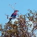 3 Kruger National Park_mooie vogel