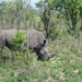 3 Kruger National Park_neushoorn 3