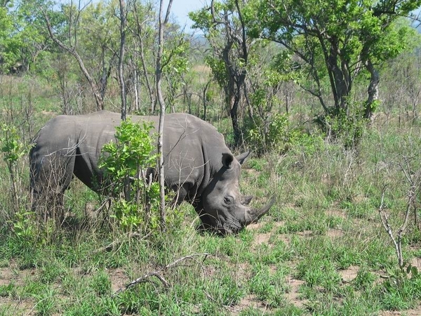 3 Kruger National Park_neushoorn 3