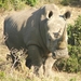 3 Kruger National Park_neushoorn 4