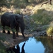 3 Kruger National Park_olifant 2