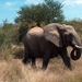 3 Kruger National Park_olifant 6
