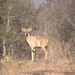 3 Kruger National Park_waterbok