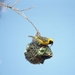 3 Kruger National Park_wever_masked weaver