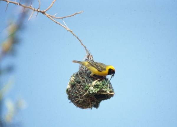 3 Kruger National Park_wever_masked weaver