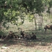 3 Kruger National Park_wilde honden