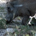 3 Kruger National Park_wrattenzwijn