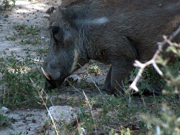 3 Kruger National Park_wrattenzwijn