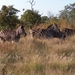 3 Kruger National Park_zebra 7