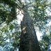 6 Tsitsikamma Nationaal Park _the big tree met 36m stamhoogte en 