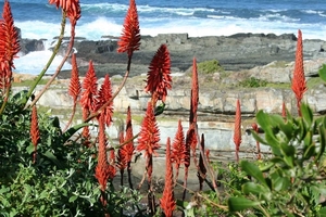 6 Tsitsikamma Nationaal Park_Aloe - arborescens