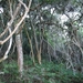 6 Tsitsikamma Nationaal Park_jungle