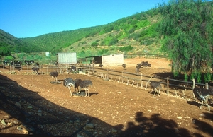 7 Oudtshoorn_struisvogelfarm 3