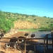 7 Oudtshoorn_struisvogelfarm 4