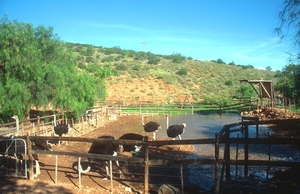 7 Oudtshoorn_struisvogelfarm 4