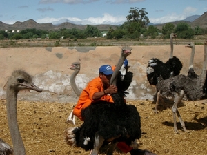 7 Oudtshoorn_struisvogelrit demo