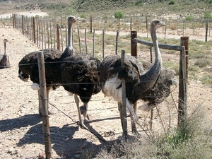 7 Oudtshoorn_struisvogels 5