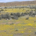 7x Kleine Karoo _landschap 12