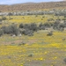 7x Kleine Karoo _landschap 12