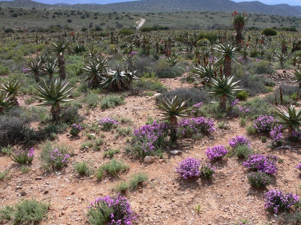 7x Kleine Karoo _landschap 14